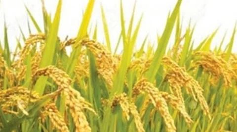 Goa May Hike Paddy Support Price Further, Plans Rice Mill in State: CM Pramod Sawant