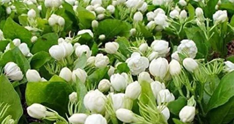 No Special Scheme Yet for Jasmine Farmers in Goa, Admits Agriculture Minister Ravi Naik