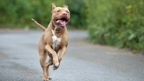Minor Girl Seriously Injured in Pitbull Attack in Chimbel; Dog Owner Booked