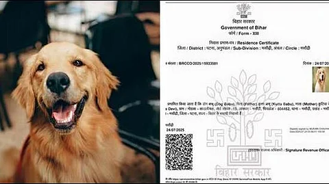 FIR After Patna Dog "Becomes Resident" With Fake Domicile
