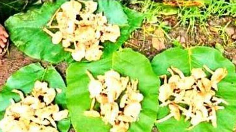 Goa’s Wild Mushroom Ban Sparks Conflict Between Tradition and Conservation