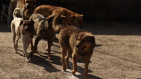 British Volunteer Julie Transforms Lives of Salcete’s Stray Dogs Through Decade-Long Mission at Cutbona Jetty