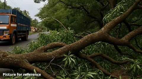 Fallen Mango Tree Branch Blocks Road in Mapusa After Truck Collision
