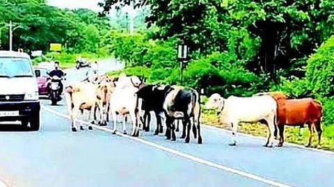 As Delhi Faces Stray Dog Crisis, Goa Struggles With Rising Stray Cattle Menace on Roads and Beaches