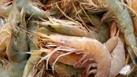 Goa Seafood Exporters Unfazed by US Tariff Hike as Trade with America Near Zero