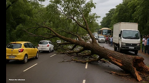 Traffic Disrupted as Massive Tree Falls on Dhavali Bypass Road