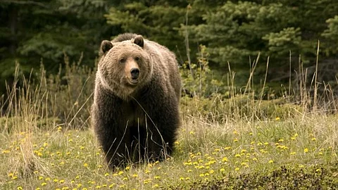 Karnataka Farmer Critical After Bear Attack in Joida, Villagers Demand Action