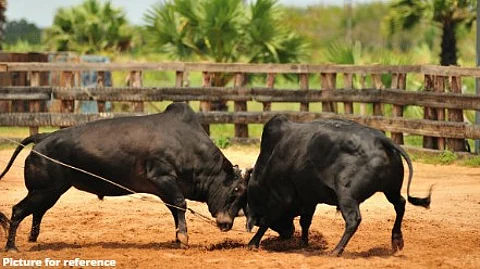 Goa Government Cracks Down on Illegal Bullfights, Mandates Microchipping of All Bulls