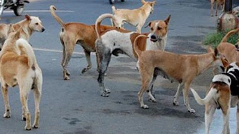 Supreme Court to Decide Fate of Stray Dogs in NCR Amid Rising Rabies Cases