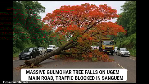 Massive Gulmohar Tree Falls on Ugem Main Road, Traffic Blocked in Sanguem