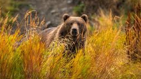 Sanguem Farmer Severely Injured in Wild Bear Attack, Family Appeals for Government Aid