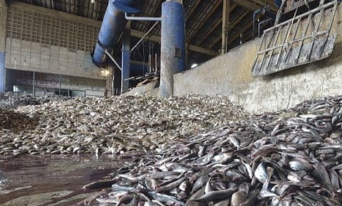 CMC warns of town shutdown over fish meal plant