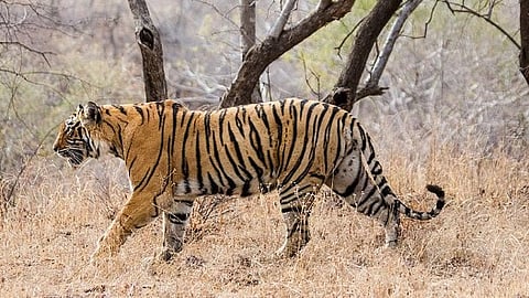 Supreme Court Orders Status Quo on Proposed Tiger Reserve in Goa, Refers Case to CEC