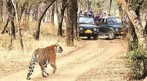 Supreme Court Rules Against Goa Government in Tiger Reserve Dispute