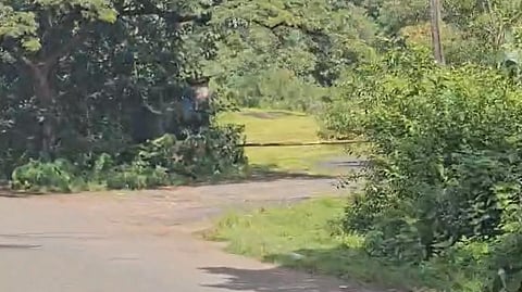 Villagers Halt Illegal Tree Felling in Surla, Demand Protection of Biodiversity