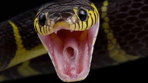 Canacona Educationist Nanda Satarkar Dies After Snake Bite; Society Alleges Medical Negligence