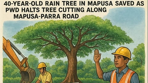 40-Year-Old Rain Tree in Mapusa Saved as PWD Halts Tree Cutting Along Mapusa-Parra Road