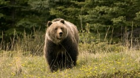 Man Seriously Injured by Bear Attack in Khanapur, Admitted to Belgaum