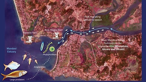 Maa Dei Documentary and New Book on Mhadei River Highlight Ecological, Cultural and Political Struggles Over Water Diversion