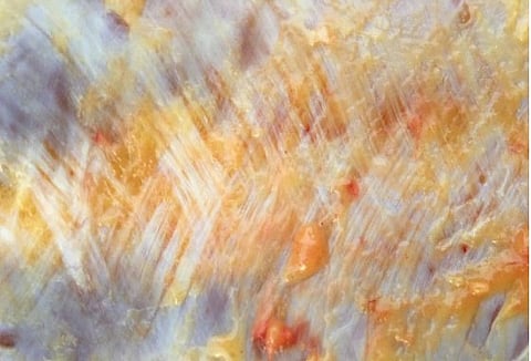 Ihmeellinen kalvojärjestelmä faskiat on niin tärkeä, että siitä kannattaa pitää huolta niin hevosen kuin sen omistajankin kohdalla.
Kuvassa näkyy hevosen ihon alla olevaa thorakolumbaalista faskiaa, eli selän leveää peitinkalvoa. Kollageenisyyt ovat järjestäytyneet viistoon rasituksen ja tarpeen mukaan, ja oranssinvärinen osa on rasvaa.