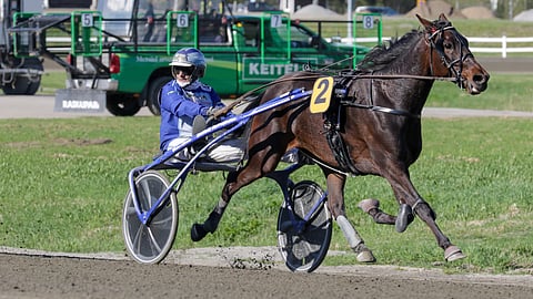 Alma Cotter kuuluu kotimaisten lämminveritammojen parhaimmistoon.