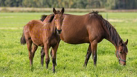 Tamma ja varsa laitumella