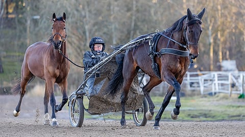 Gianluca tekee töitä kärryjen edessä valmentajansa Marinka Salmisen ohjastamana. Sen paras kaveri Red Rosa lähti lenkille mukaan häntähevosena. Arkistokuva.