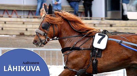 Aaltosen olemus on ryhdikäs myös valjaissa.