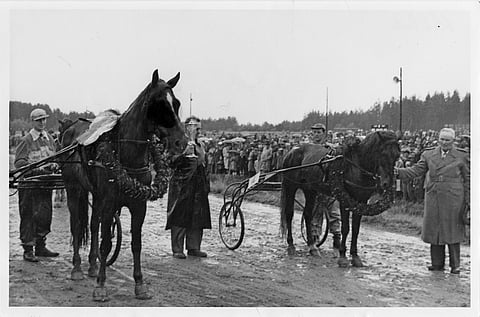 Kokkolan Kuninkuusravien hallitsijapari Suhina ja Erkko.