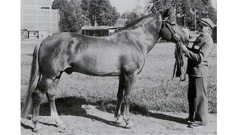 Hulina ja Osvald Kivioja Oulun maatalousnäyttelyssä