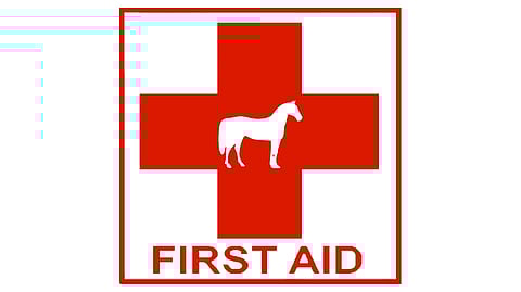 Silmät, ähkyt ja isot haavat ovat sellaisia, jotka tarvitsevat välitöntä eläinlääkärin hoitoa.