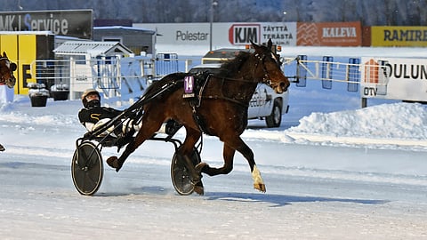 Bravo Amy jyräsi tammavoltissa Eija Sorvisto iloksi kärkeen. Tuukka Varis ohjasti.