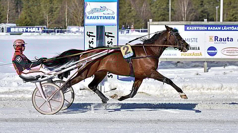 Mandela Zon juoksi kaudella 2023 peräti 25 voittoa. Nyt se on tekemässä paluuta Kari Lehtosen valmennuksesta.