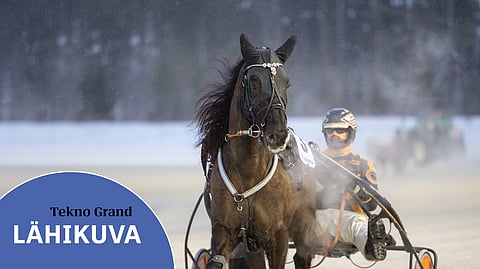 Kun Tekno Grand on tositoimissa, varsinkin esittelyn jälkeinen aika ennen lähtöä pitää tehdä tarkan suunnitelman mukaisesti. Normaaliarjessa hevosen luonne on miellyttävä. ”Peruskäytös ja tallikäytös hevosella on ihan huippuluokkaa”, Antti Veteläinen sanoo.
