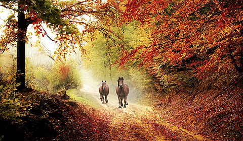 Hyvää tulihevosen vuotta!