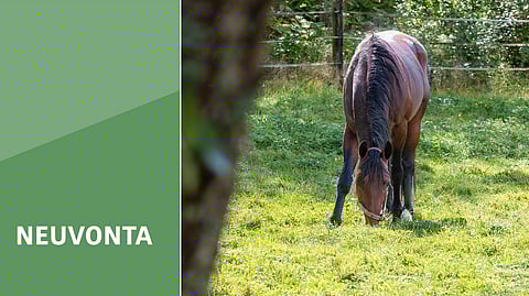 Laitumella hevonen voi toteuttaa luontaista tarvettaan etsiä ravintoa pitkin päivää ja syödä pieniä määriä useita kertoja päivässä. Myös tallissa ja talvella rehua pitää tarjoilla useita kertoja, mutta pieniä määriä kerrallaan.