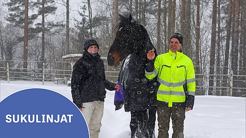 Anders Ingman on intohimoinen ravihevosten kasvattaja. Tytär Melanie Ingman työskentelee hevosten parissa Sipoossa, ja eläimet ovat hänelle hyvin tärkeitä. Heidän kanssaan kuvassa oleva Brad de Veluwe on kummallekin hyvin merkityksellinen hevonen.
