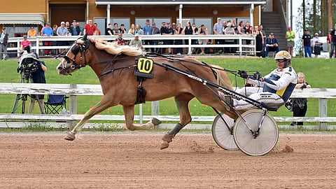 Nätti Tiana tekee tasaista nousua kohti avointa tammahuippua. Vielä 6-vuotiskaudella kuningatarkilpailu ei kuitenkaan ole taustavoimien mielessä.