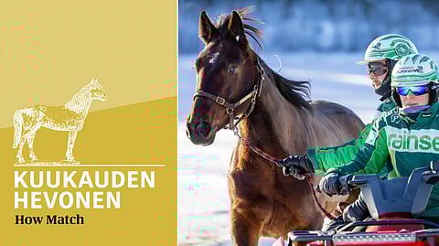 Neljän voiton putken ravannut How Match treenaa Markus ja Jenni Porokalla välillä mönkijän vierellä. Lauantaina ruuna osallistuu nousijadivisioonan finaaliin.