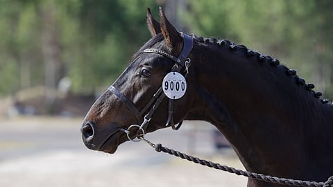 Qualle KS ja uusi yritys.