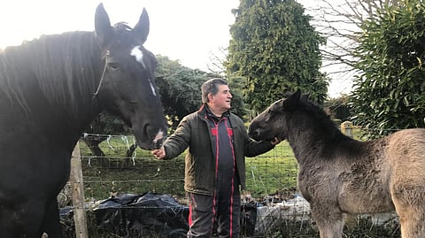 Boblet'n Gué-siittolassa on syntynyt muutamia percheron-varsoja vuodessa. Siitostammoissa on myös mustia ilman kimogeeniä, kuten kuvan omakasvatti Sorbonner du Gué. Sen varsa Joker du Gué kimoutui.