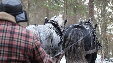 Åfeltin hevostila menetti parhaan valjakkonsa.