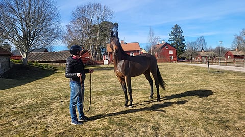 Olof Smith valmisteli oriin, joka on hänen kasvattamastaan Mamsell de Viestä, myös Quillan KS:n emästä.