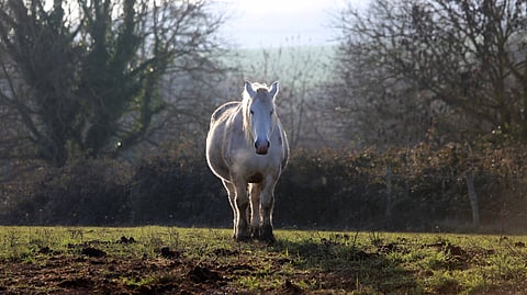 Arvostettu. Ja unohdettu. Sellainen on percheron, hieno hevonen, jolle ei maailmassa enää oikein löydy mitään tehtävää.