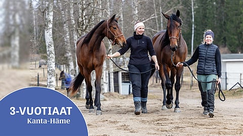 Salla Lindgrenin esittelemä Espeon (vas.) ja Janina Hannulan Braixen ovat molemmat Mikko ja Hannu Laakkosen omistamia ja kasvattamia varsoja.