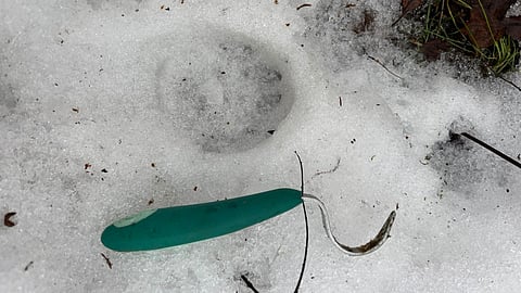 Ilveksen jäljet löytyivät tapahtumapaikalta. Kaviokoukku vieressä antaa osviittaa tassun koosta.