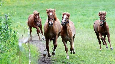 Millaisella orilla suomenhevostamma olisi astutettava?