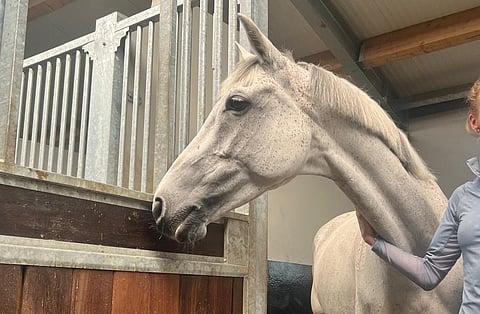 Cayadina sai uuden ratsastajan.