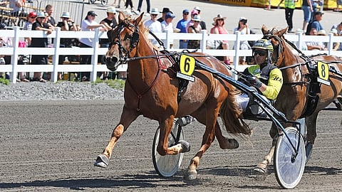 Caru on varttunut kuusivuotiaaksi, mutta Harri Sulku ei ole lähtemässä mukaan ajamaan kuninkuudesta.