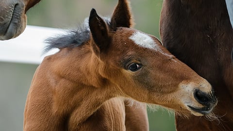Lämminverisille maksetaan tänä vuonna 15 prosentin kasvattajarahaa myös 4-vuotiaana juostuista ansioista.